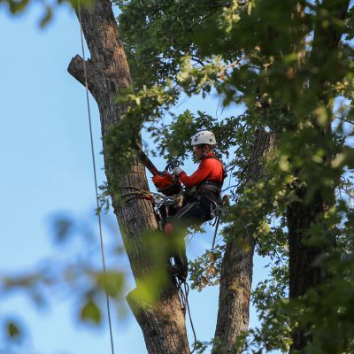 Baum fällen lassen GARTEN- & LANDSCHAFTSBAU Nehren